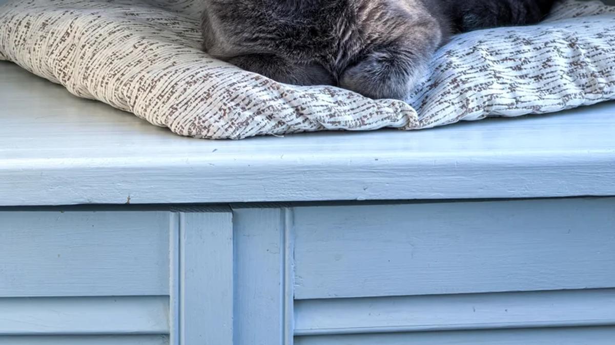 Chat meuble