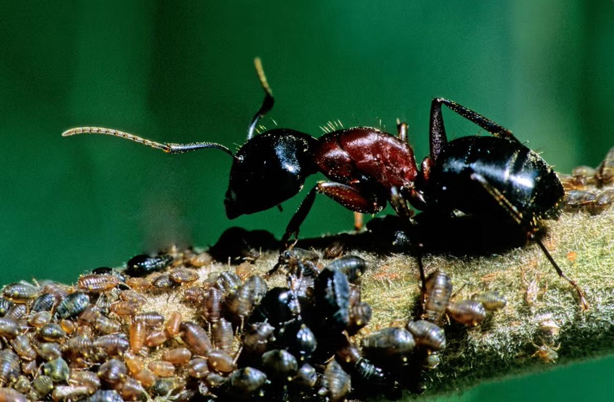 Fourmis