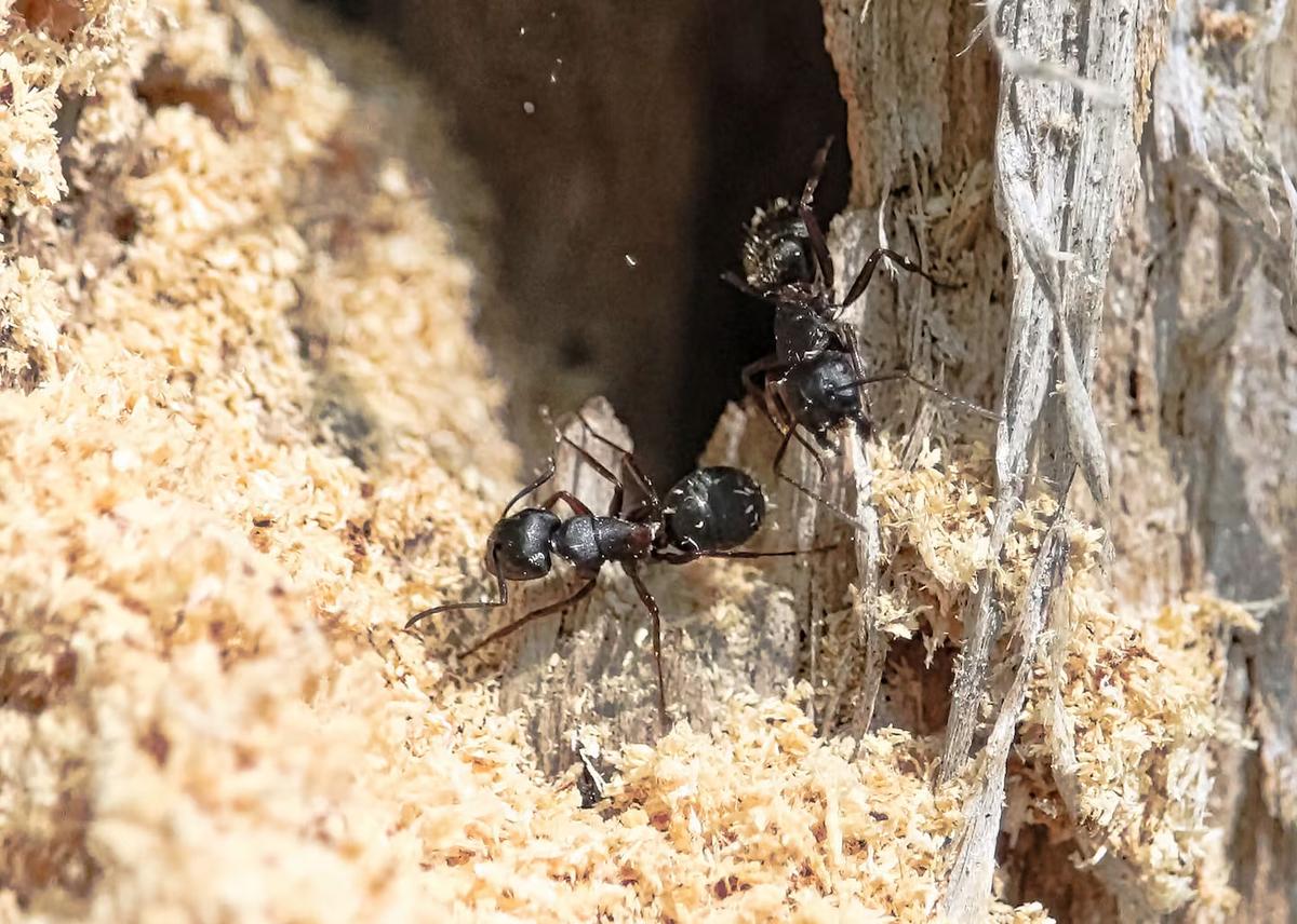 Fourmis