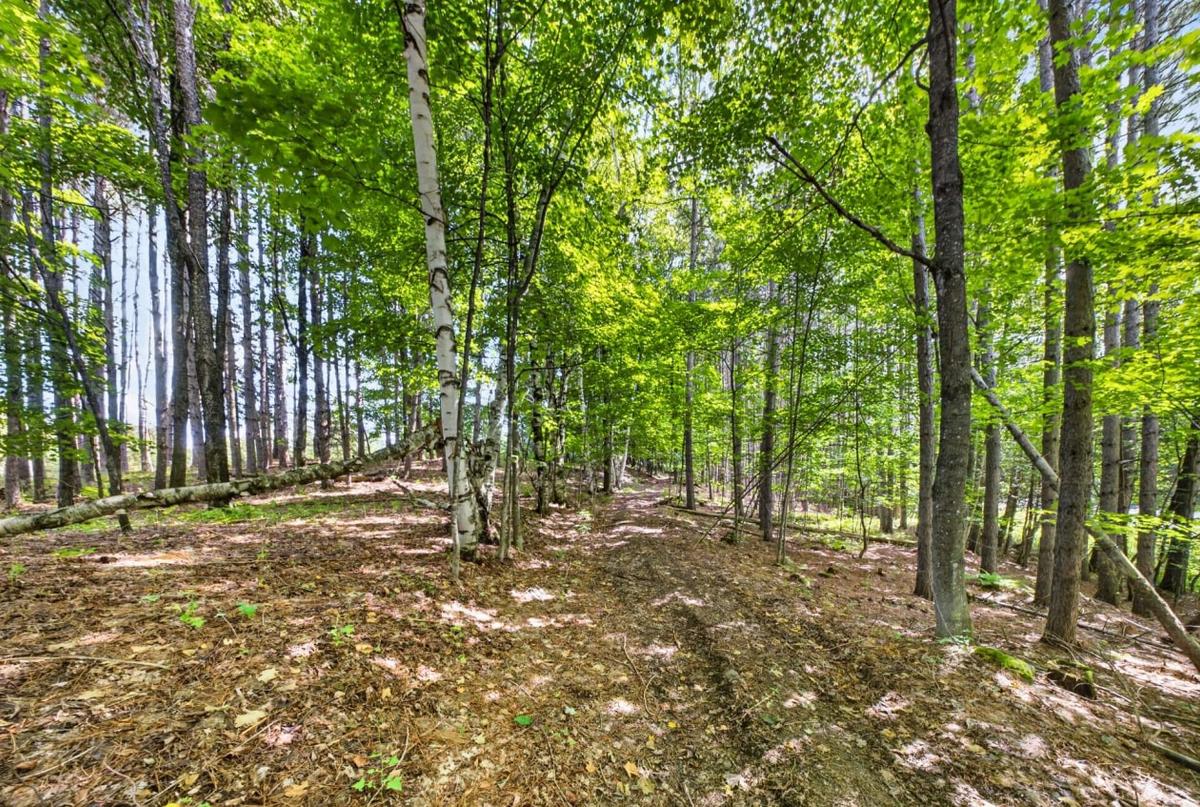 Sentier boisé sur la propriété