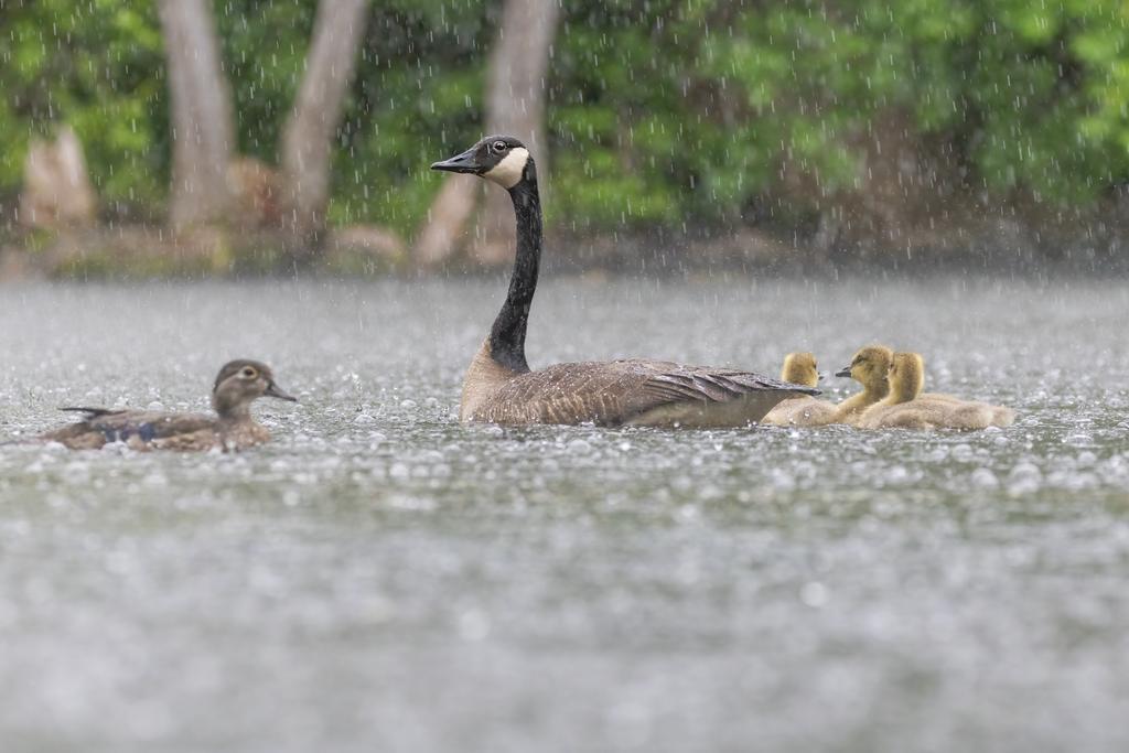 Oies sous la pluie d'automne