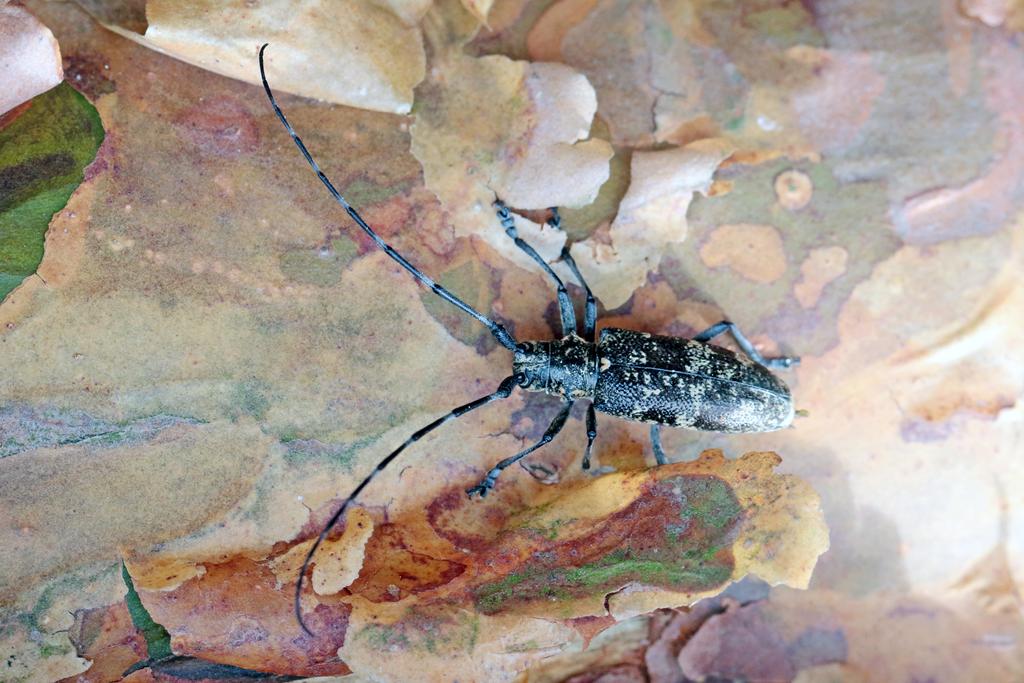 Monochamus scutellatus, longicorne noir